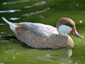 White-cheeked Pintail